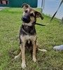 Усыновите Ринго из приюта!