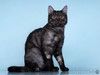 Молоденький ласковый котик Зевс, окрас черный дым