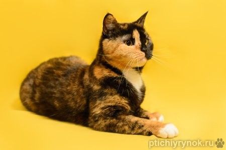 Трехцветная кошка химера необычного окраса Джульетта в дар