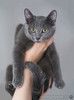Котенок Жеки ищет свой дом