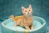 Замечательный котенок мальчик Марчелло в добрые руки
