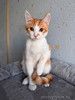 Тоша, маленький персиковый котенок, который ждёт своего человека