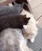 Ищем дом для пяти невероятно красивых котят