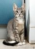 Котёнок Листик, полосатый ангелочек ищет дом