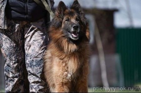  Чак бельгийская овчарка 6 лет