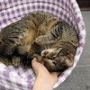 Очаровательная кошечка Шани в добрые руки