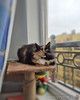Уникальной внешности кошечка Машенька ищет дом!