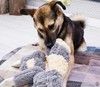 Усыновите Ринго из приюта!