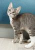 Котёнок Листик, полосатый ангелочек ищет дом