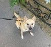 Срочно! Тея ищет семью, где сможет стать любимой собакой, а не «вещью» в кладовке! 