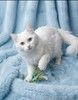 Роскошный разноглазый кот турецкой ангоры Лоуренс в дар 