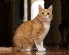 Уютный рыжий кот Аль Пачино в добрые руки