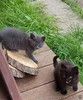 Ищем дом для пяти невероятно красивых котят
