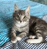 Мурчаливый котёнок Бантик в добрые руки