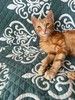 Рыжий мраморный котёнок Симба в добрые руки