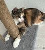Ищет дом очаровательная кошечка Мона! 