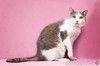 Котик Аркаша в добрые руки