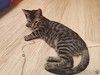 Марсик маленький полосатый котик-подросток очень ждёт своего человека