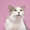 Котик Аркаша в добрые руки