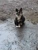Молодая кошечка Люся ищет дом!