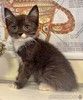 Красивый маленький котёнок Мона в добрые руки