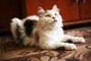 Кошка Маруся ищет дом одним животным.