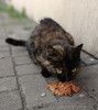 Ласковейшая кошечка Буся живёт на улице. Приучена к лотку