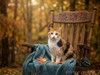 Уютная домашняя трёхцветная кошечка Маня