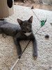 Котёнок Томас ищет дом!