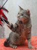 Ищет дом молодой тигровый котик Сема