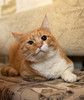 Уютный рыжий кот Аль Пачино в добрые руки