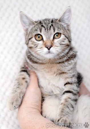 Полосатый котенок-подросток Марфушенька-душенька в дар