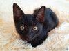 Очаровательный чёрненький котёнок Уголёк ищет дом