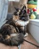 Уникальной внешности кошечка Машенька ищет дом!