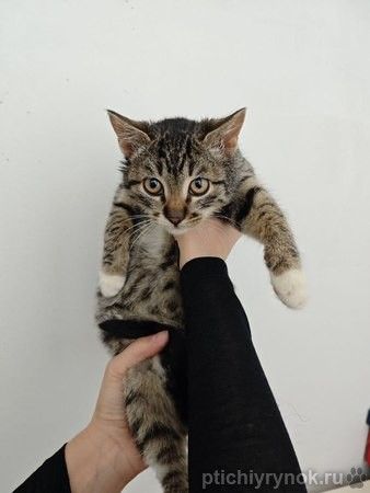 Ищет дом котенок-подросток Клёпа.