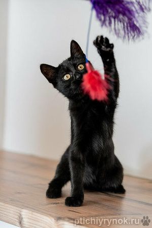 Милые чёрные котята в добрые руки