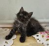 Ласковый, игривый котёнок в добрые руки