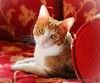 Котик Боня - комнатное солнышко! В добрые руки