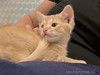 Котенку Левушке, который не хочет сходить с рук, нужен дом