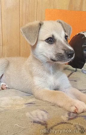 Маленькое облачко Бэлла, ласковый щеночек в добрые руки