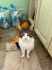 Очень срочно ищет дом котик РУБЛИК