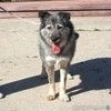 Добродушный Грэй в поисках своей семьи и дома