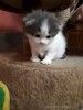 Шотландские вислоухие котята 2 недели отроду