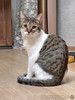 Ласковый, умный, спокойный котик-подросток Темочка ищет дом