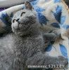 Британский клубный котик голубого окраса.