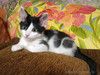 Ласковая, игривая девочка-котенок Мэй в добрые руки