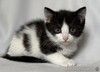 Котята ищут дом.