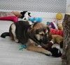 Усыновите Ринго из приюта!