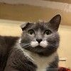 Очаровательная одноухая кошечка Муся в добрые руки 