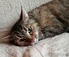 Очень ласковая большеглазая кошечка Милаша в дар
